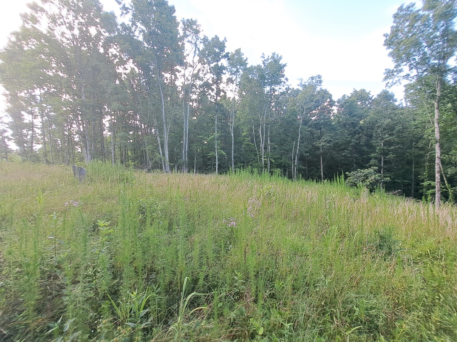 a view of outdoor space with green field and trees all around