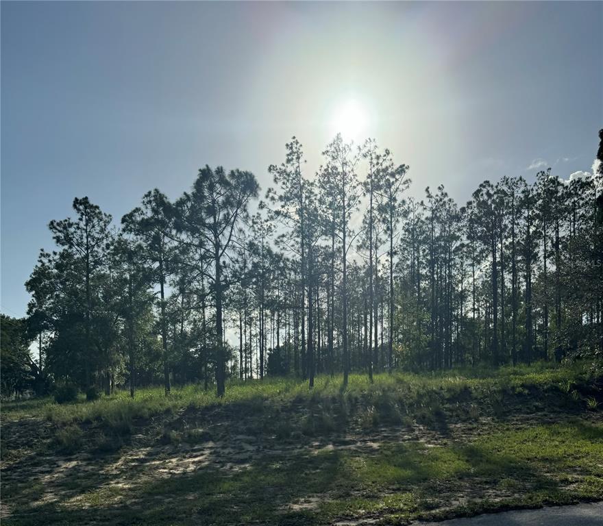 a view of a park that has large trees