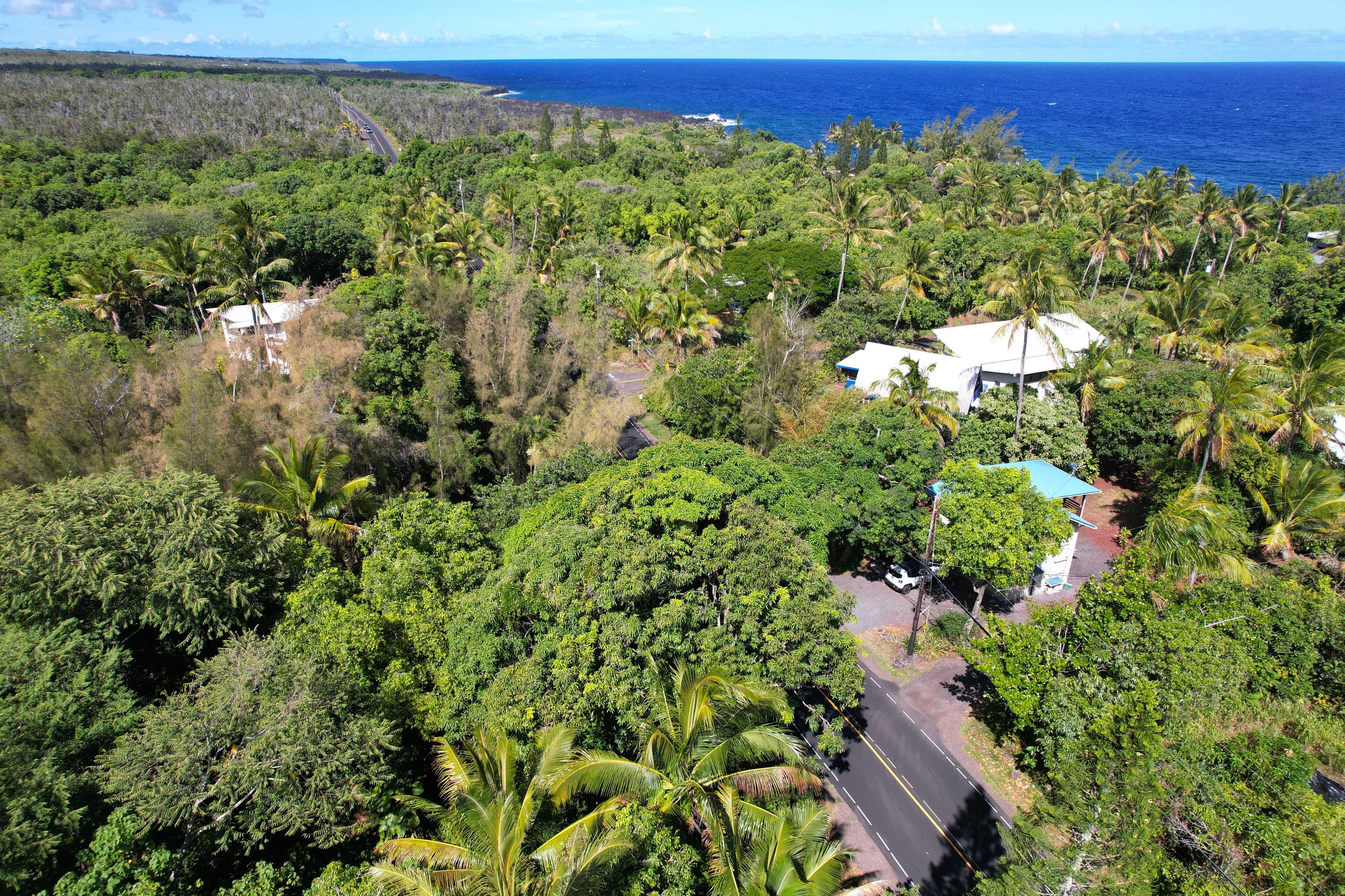 a view of a lush green forest