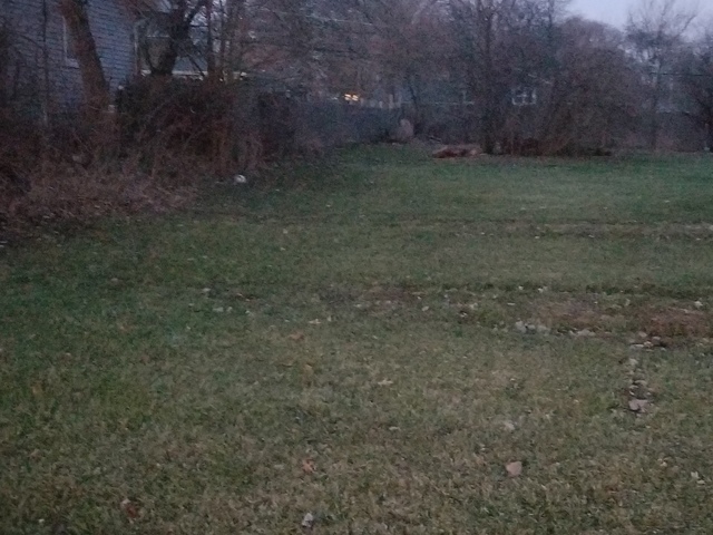 a view of a yard with a trees