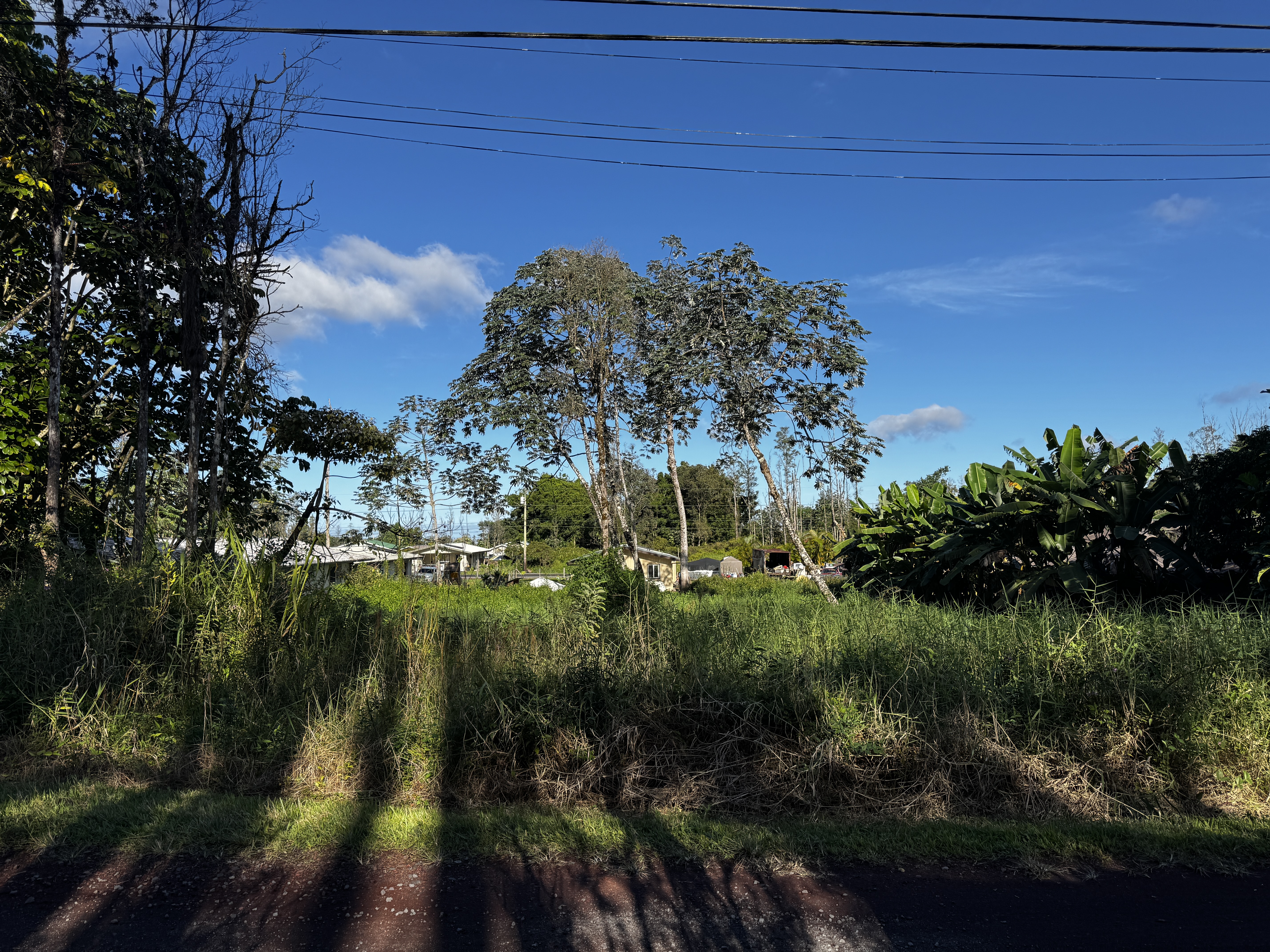 a view of a yard