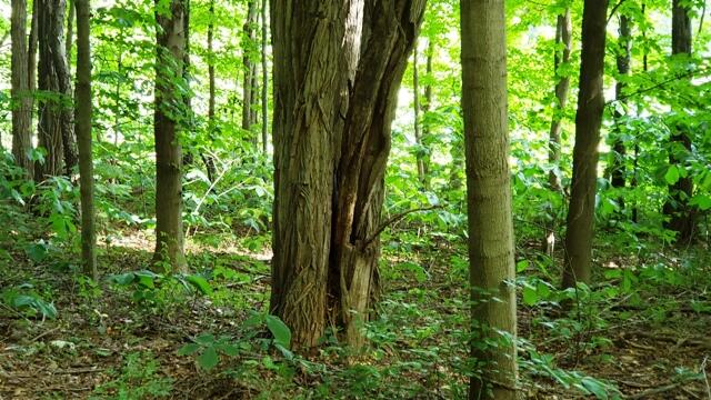 a view of forest