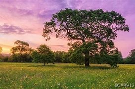 View of nature at dusk