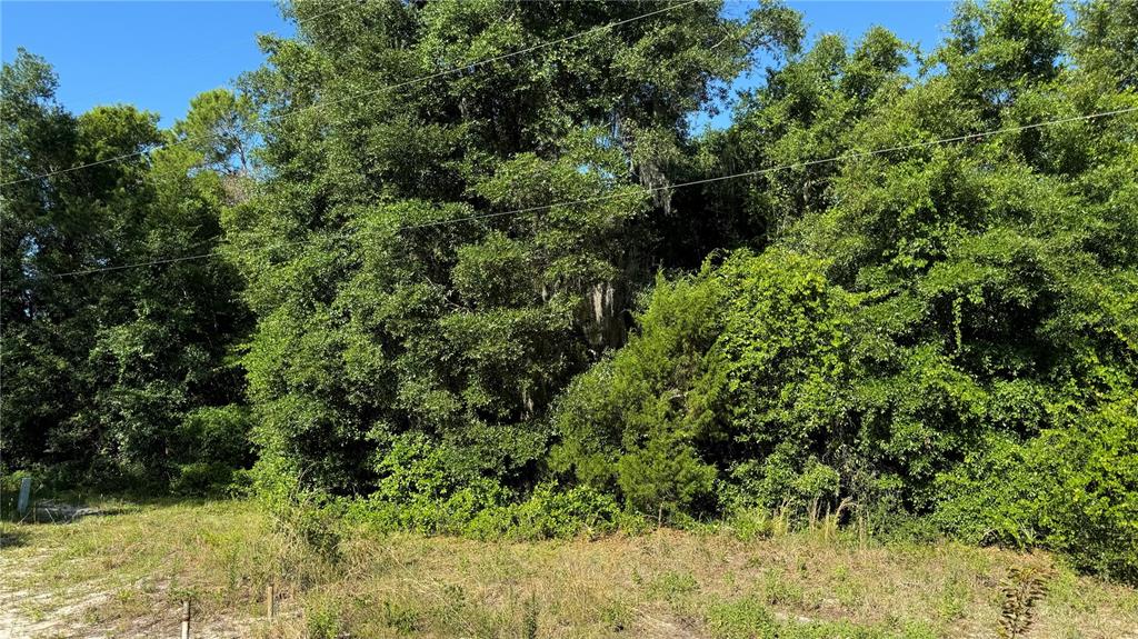 a view of a lush green forest