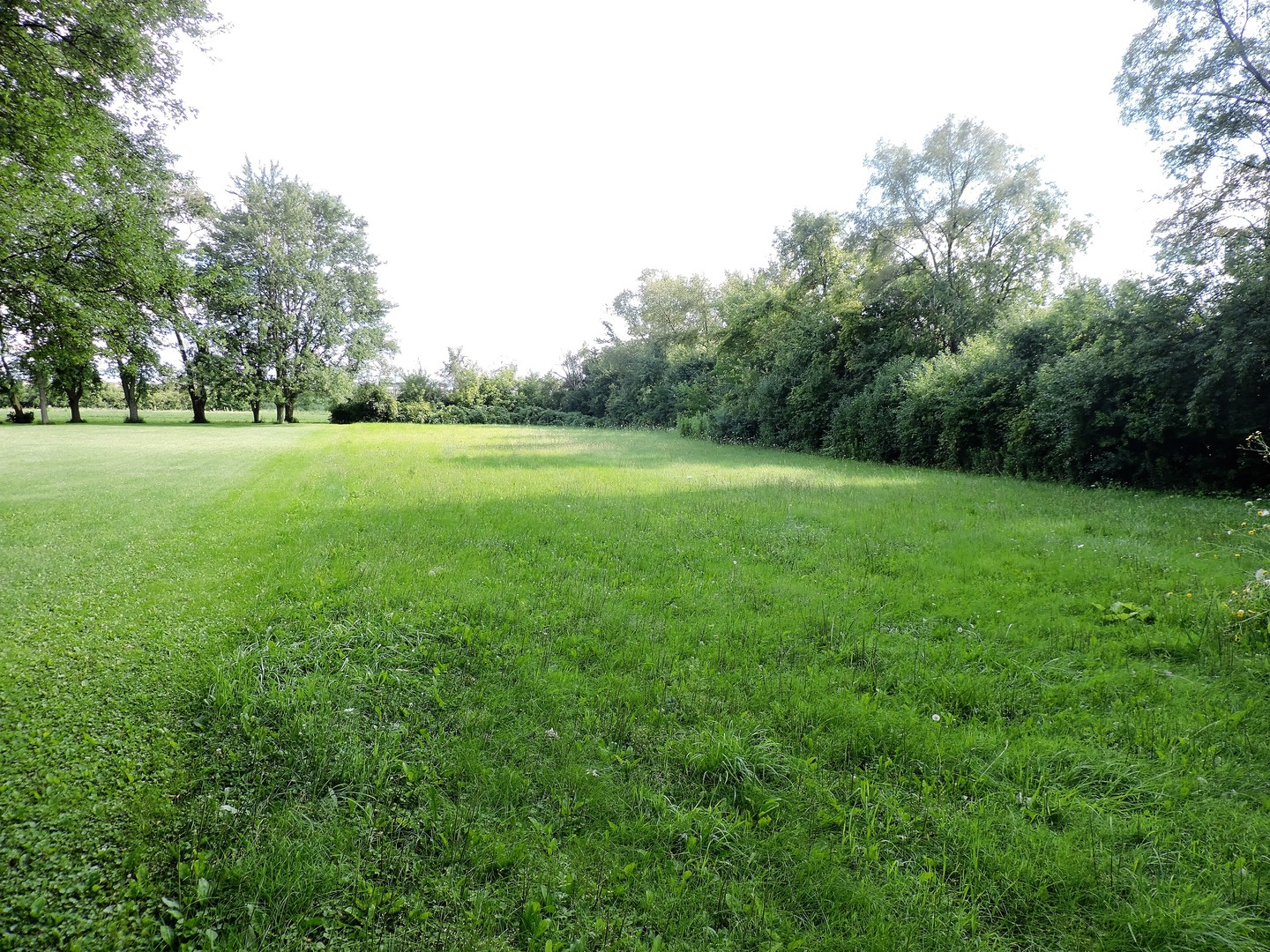 a view of a field of grass and trees