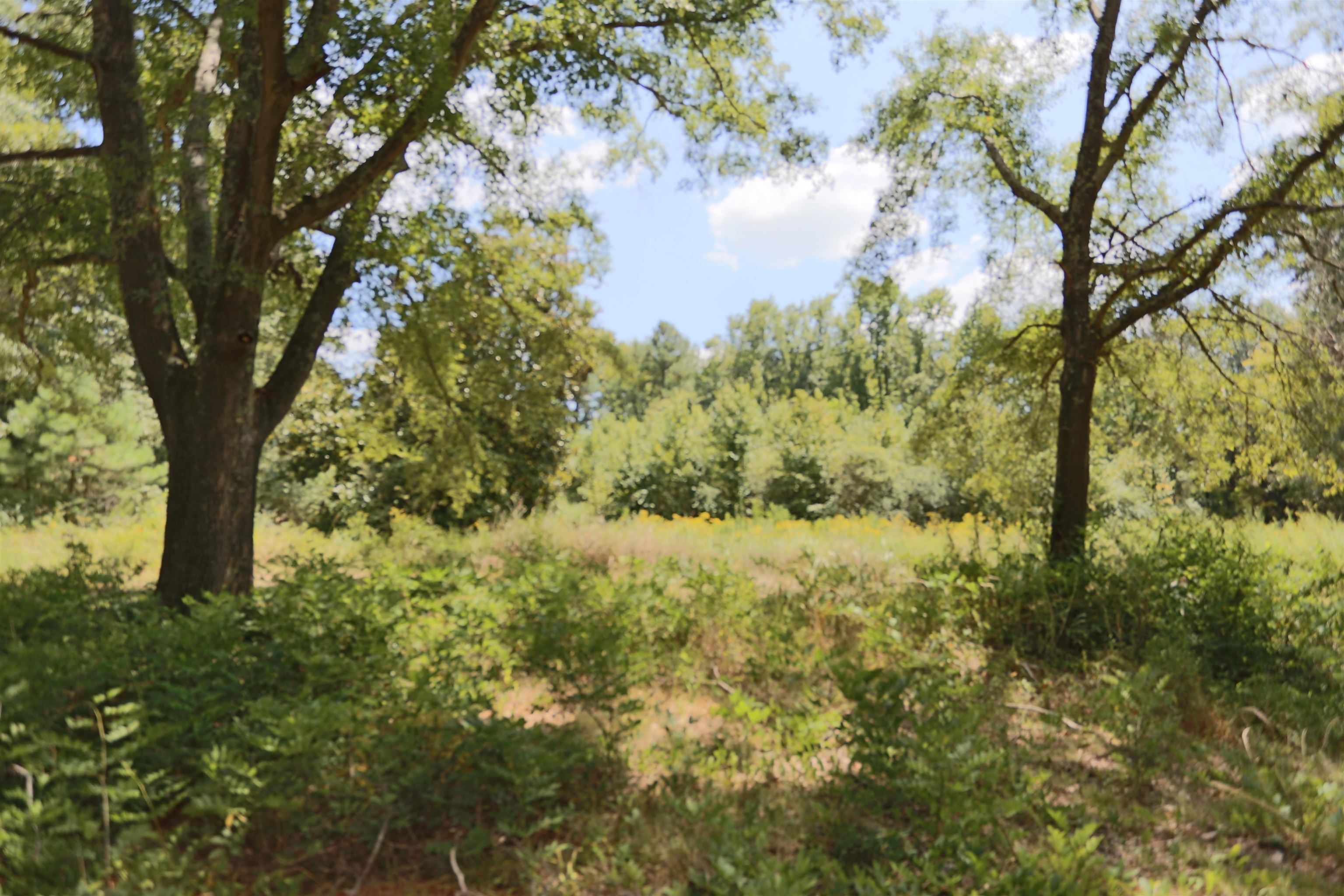 a view of a yard with a tree