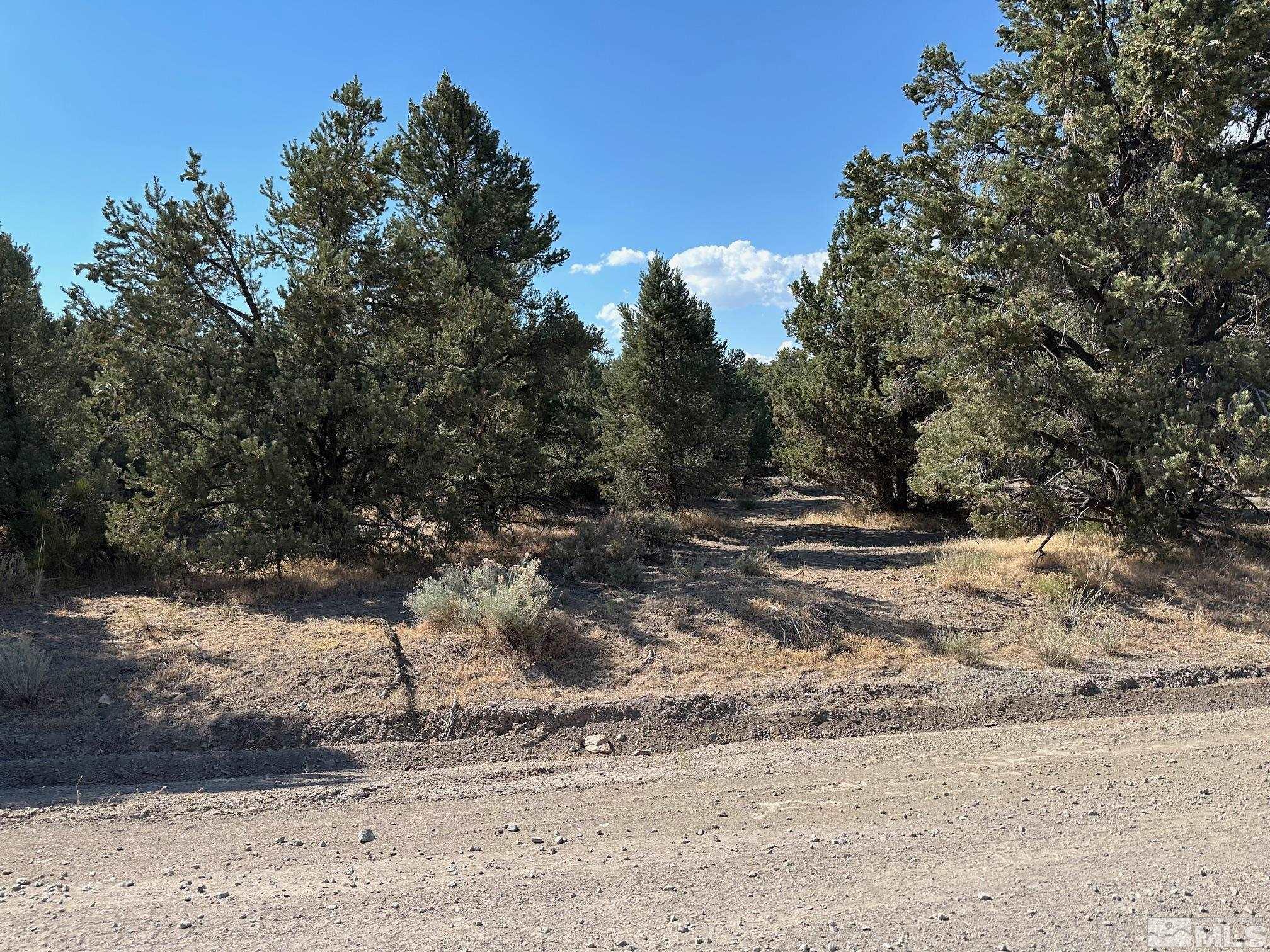 a view of a dry yard with trees