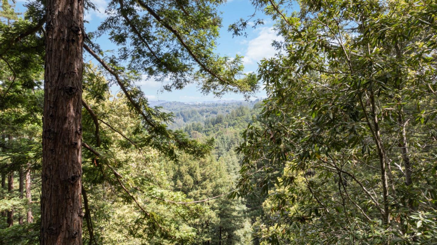 a view of a forest with a tree