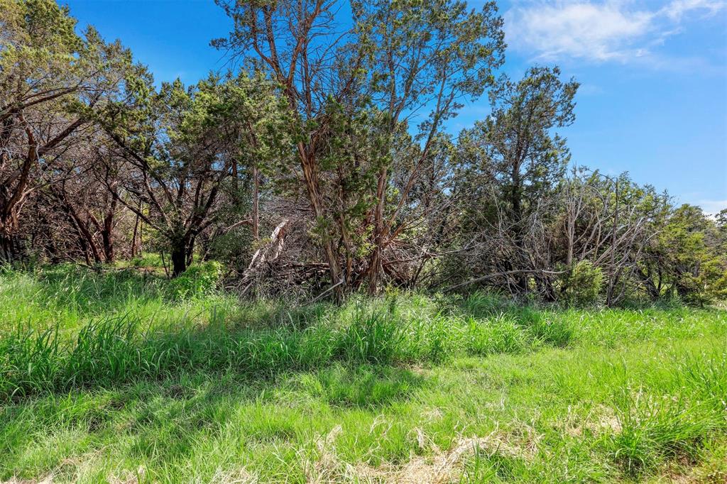 a view of a lush green space