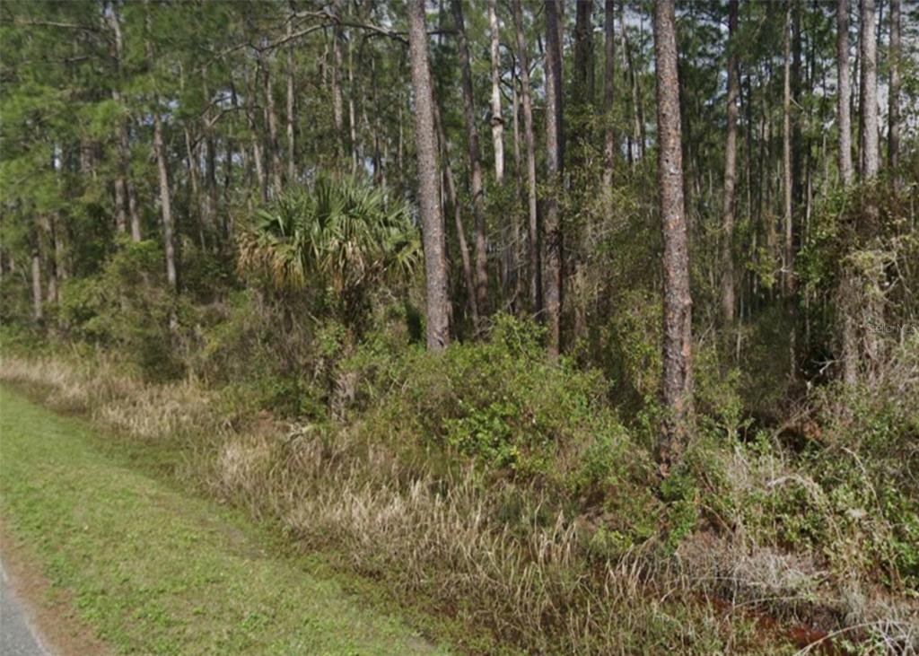 a view of a forest with a tree