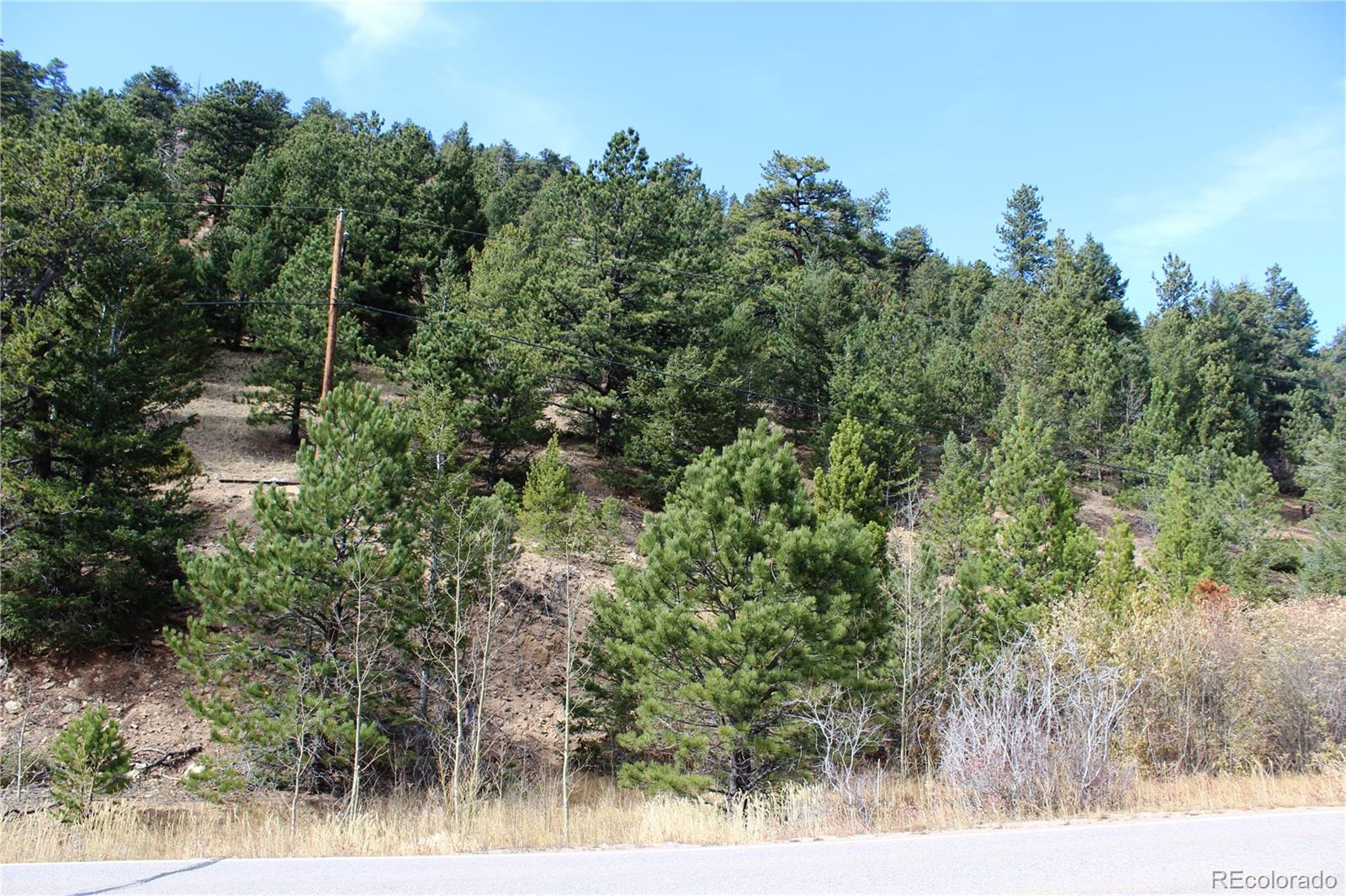 a view of a forest with trees in the background