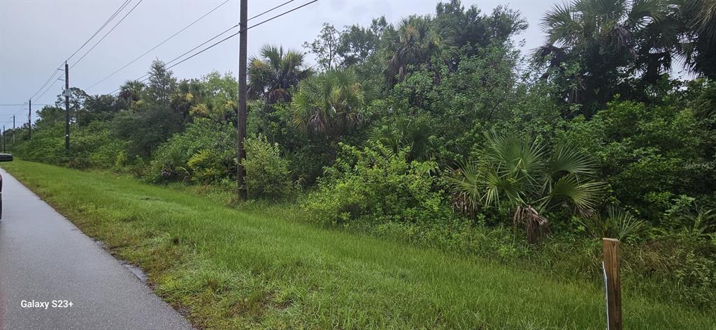 a view of a lush green forest