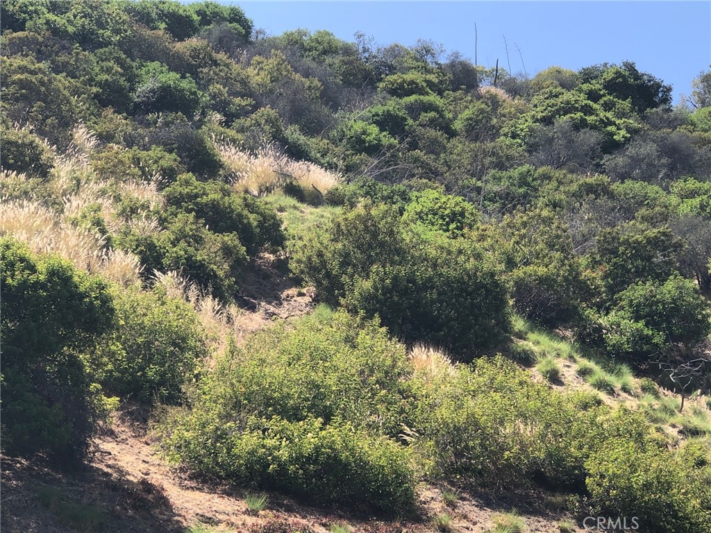 a view of a forest with a tree