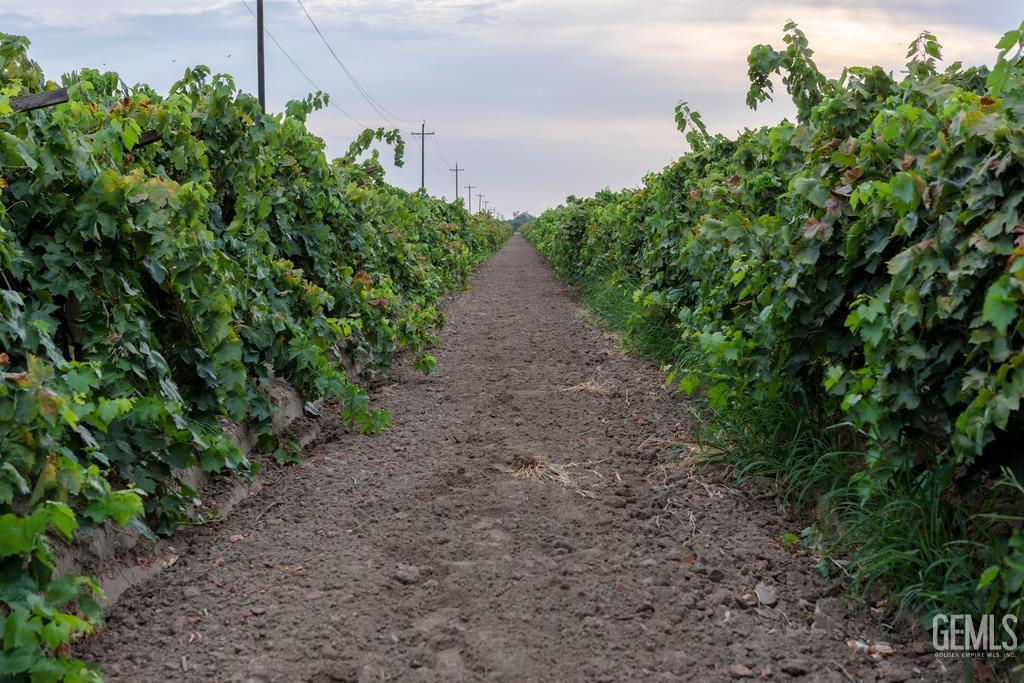 a view of a pathway both side of the yard