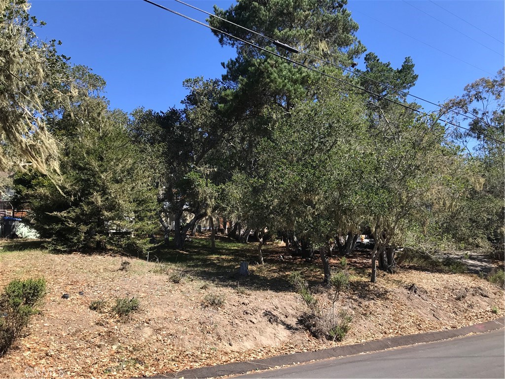 a view of outdoor space yard and tree