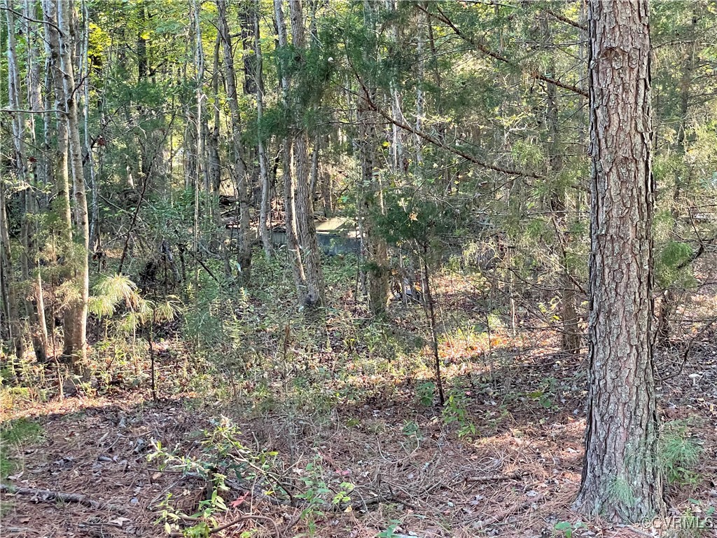 a view of a forest with lots of trees