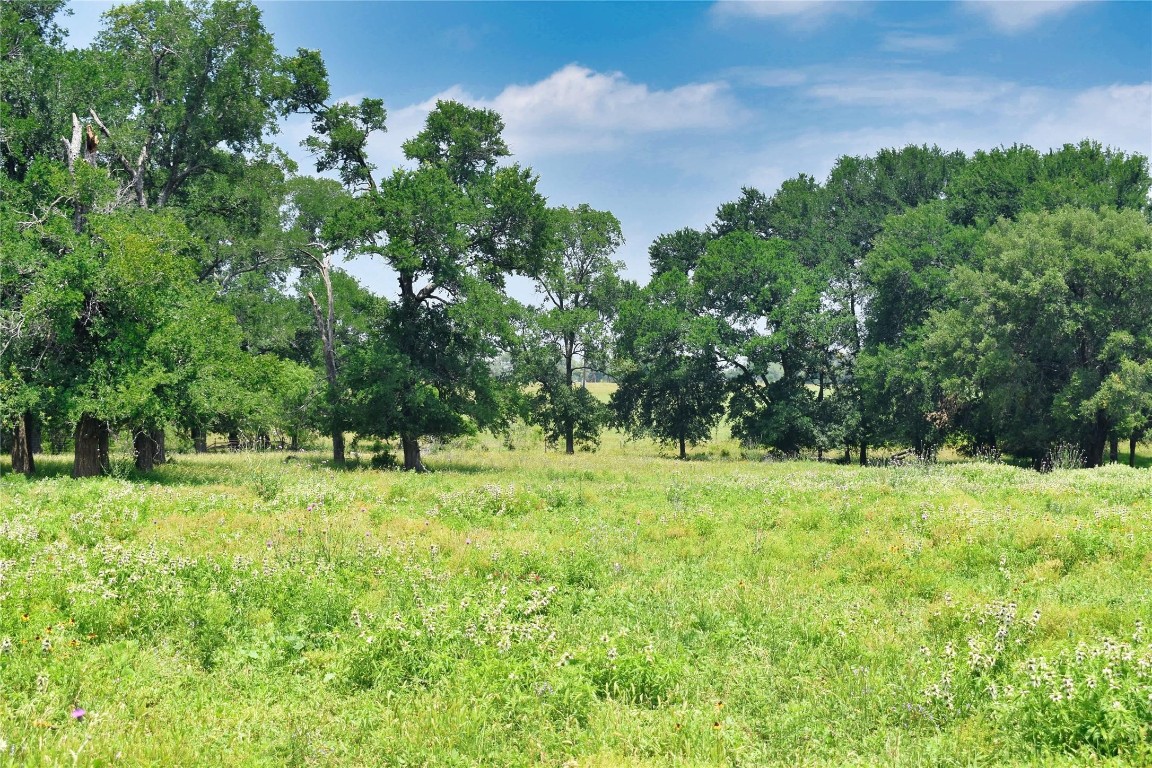 a yard with trees in the background