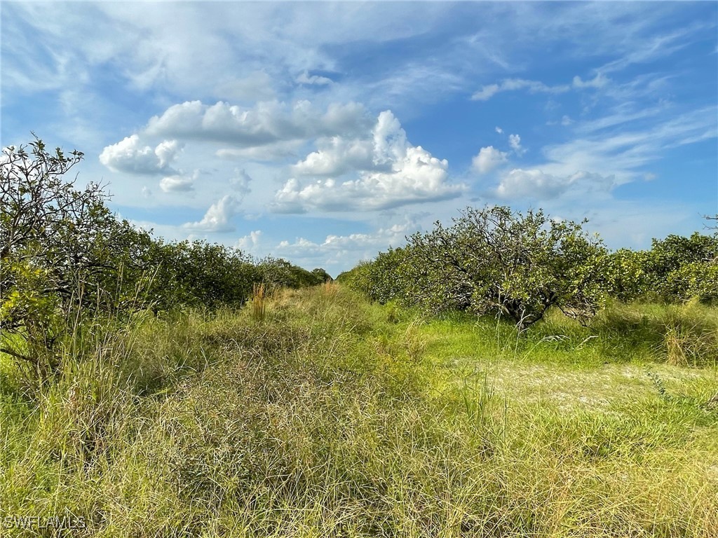 a view of a lake in middle of forest