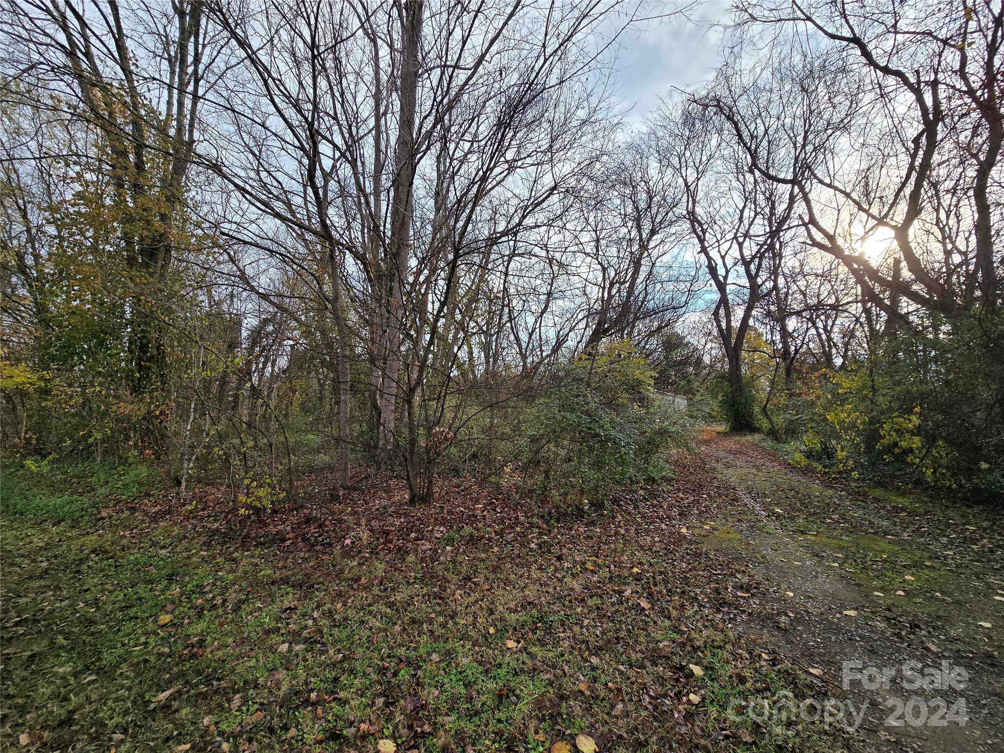 a view of a forest with trees in the background