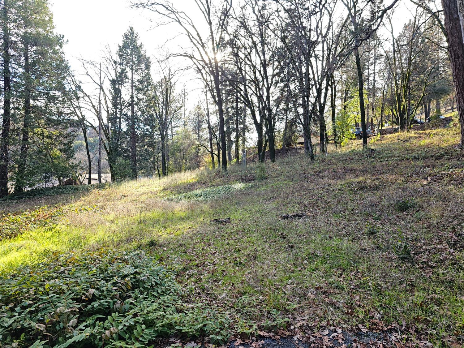 a view of a yard with trees