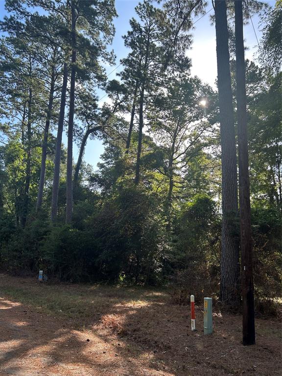 a view of a forest with trees