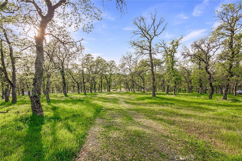 a view of a grassy field with trees around