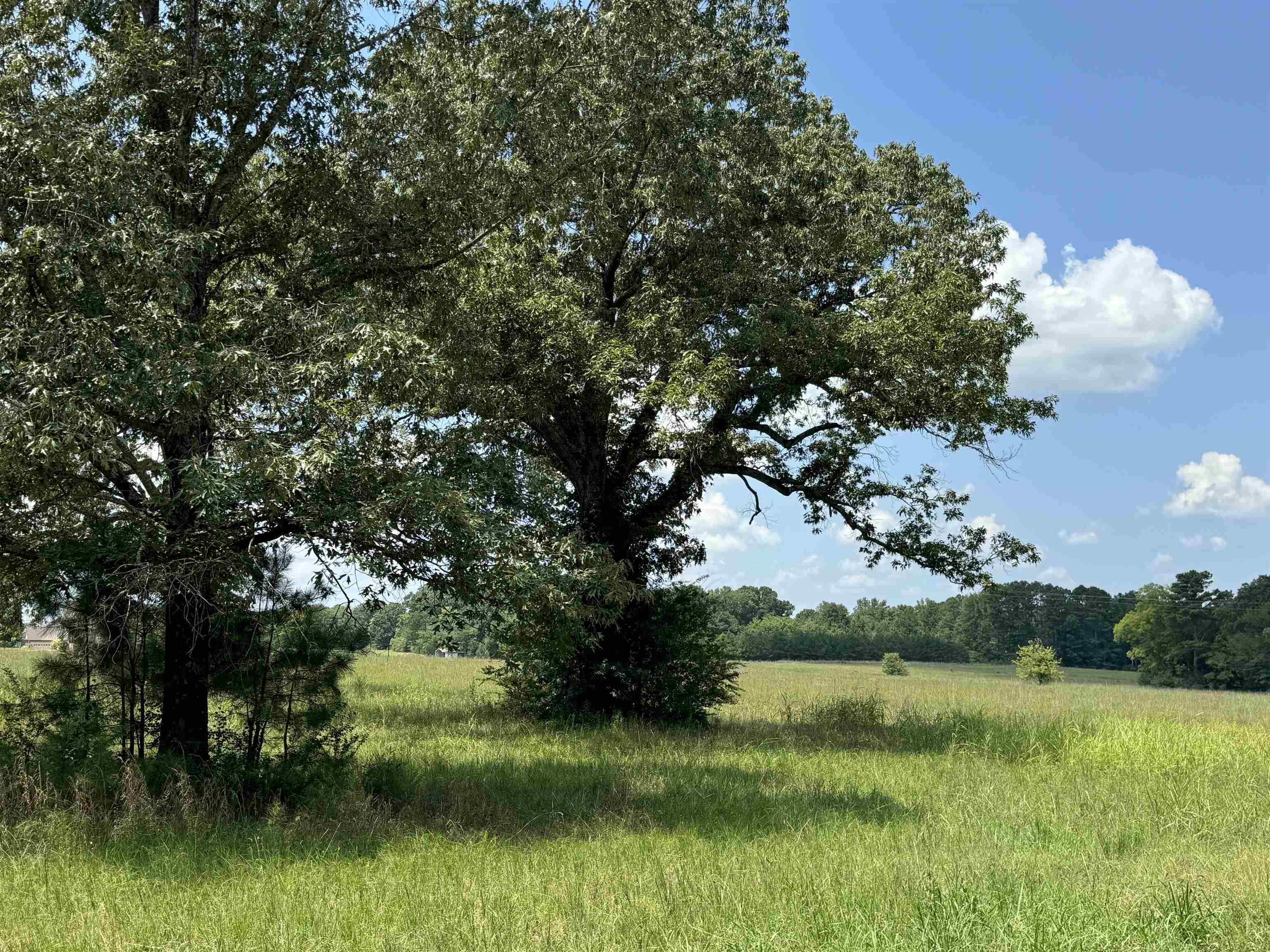 View of local wilderness