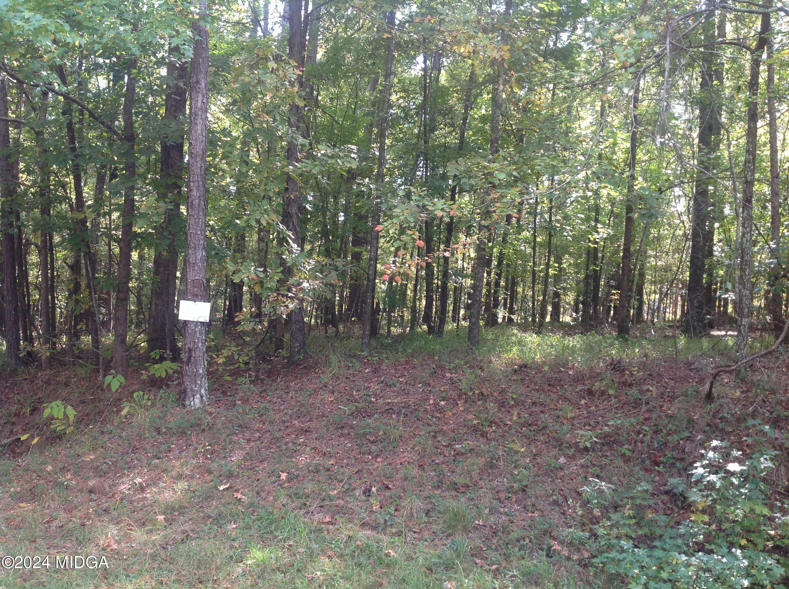 a view of a forest with trees