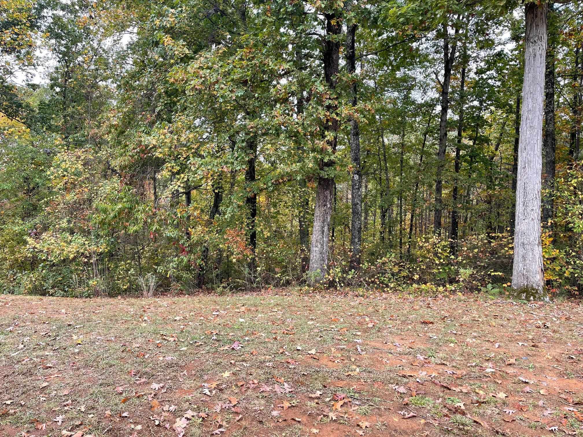 a view of a yard with large trees