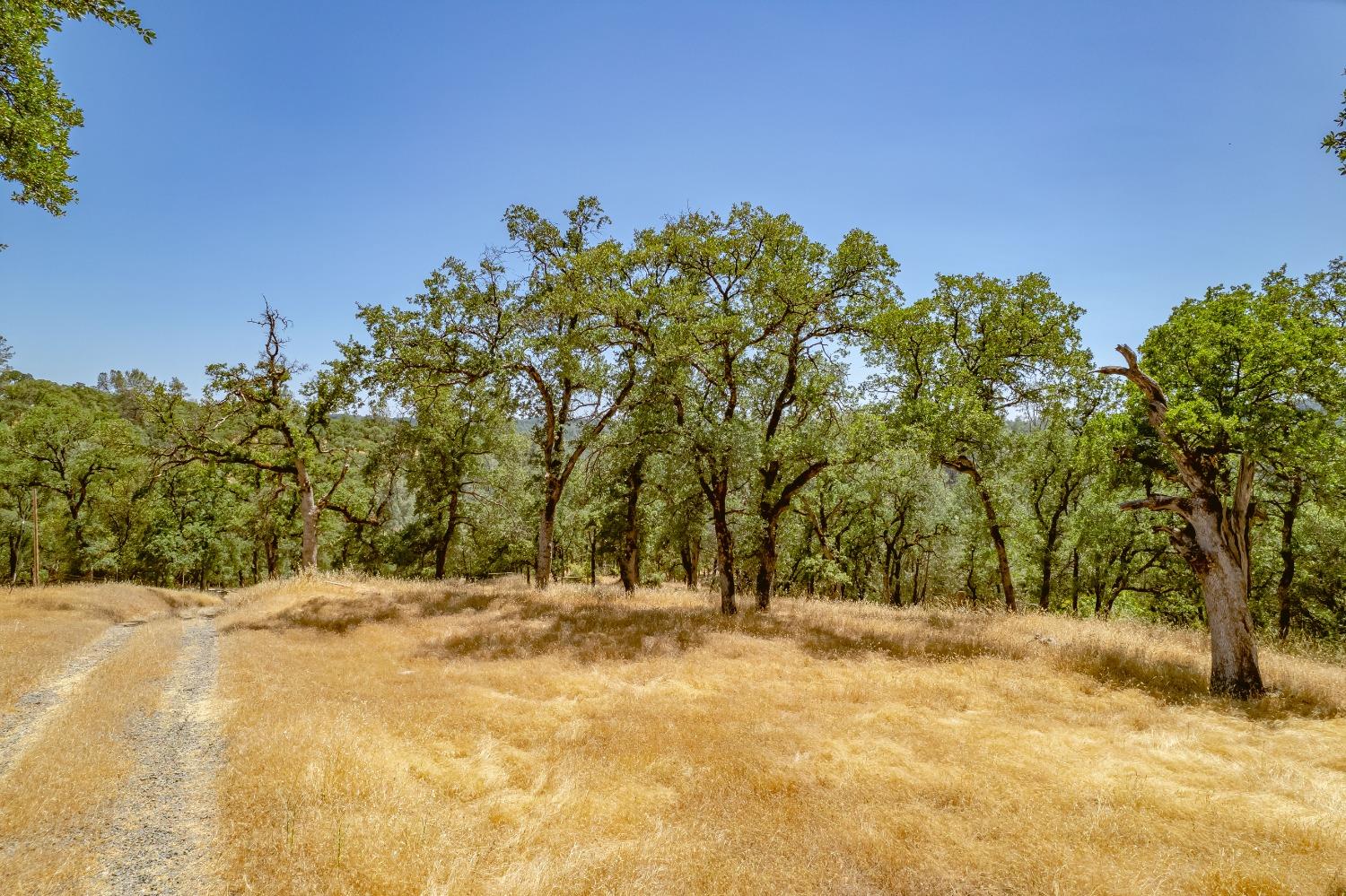 a view of yard covered with trees