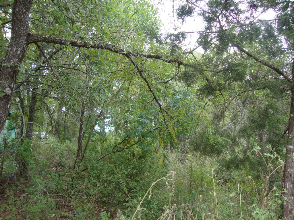 a view of a tree in a forest