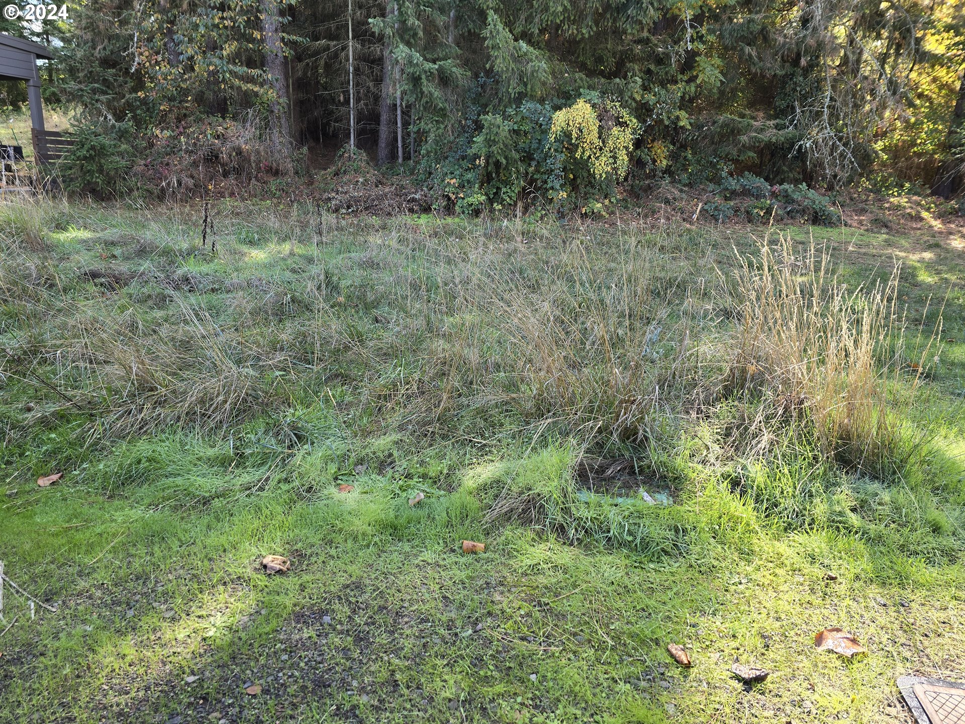 a view of a forest with lots of trees