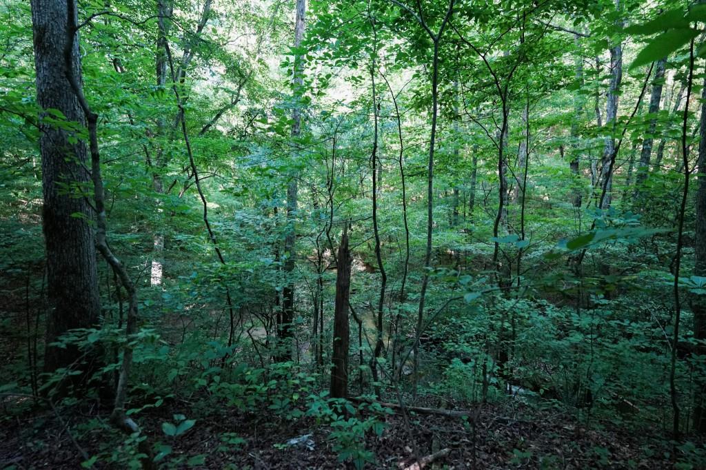 a view of a forest with trees