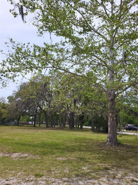 a view of a trees in a yard