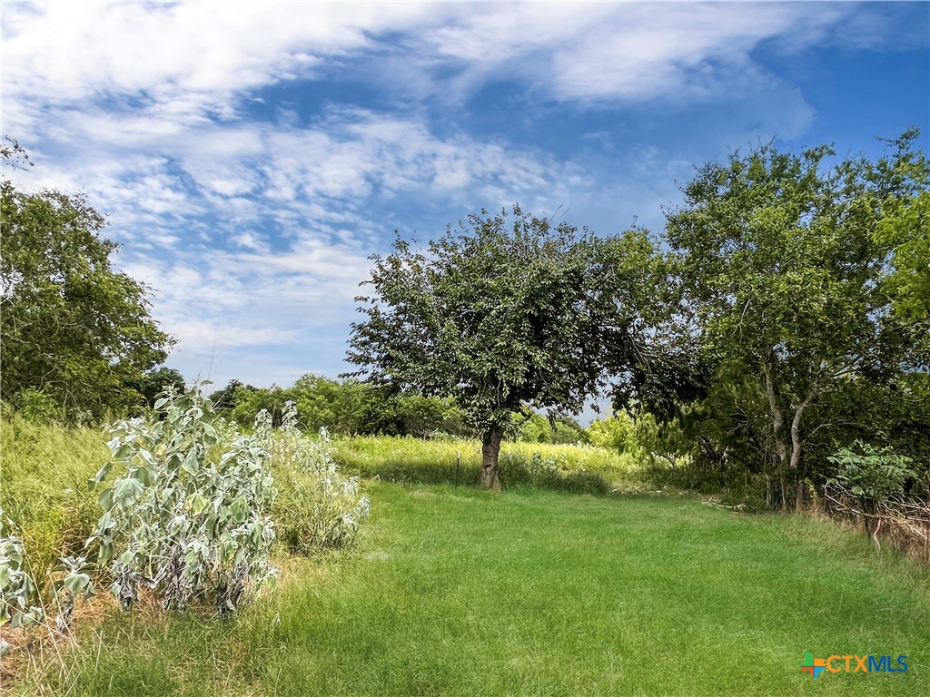 a view of a garden with a tree