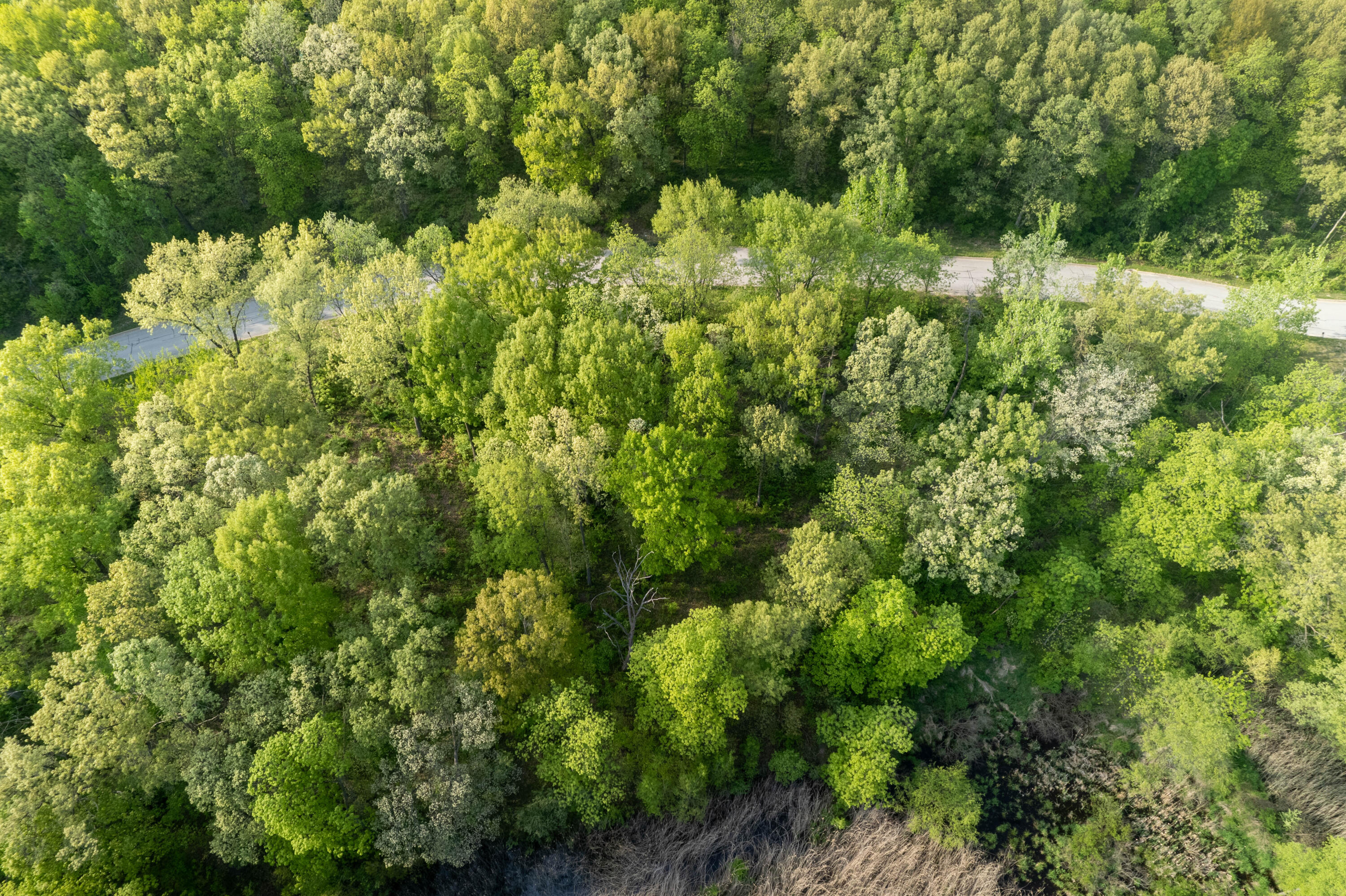 a view of a forest with a tree