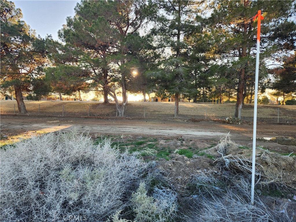 a view of dirt yard with large trees