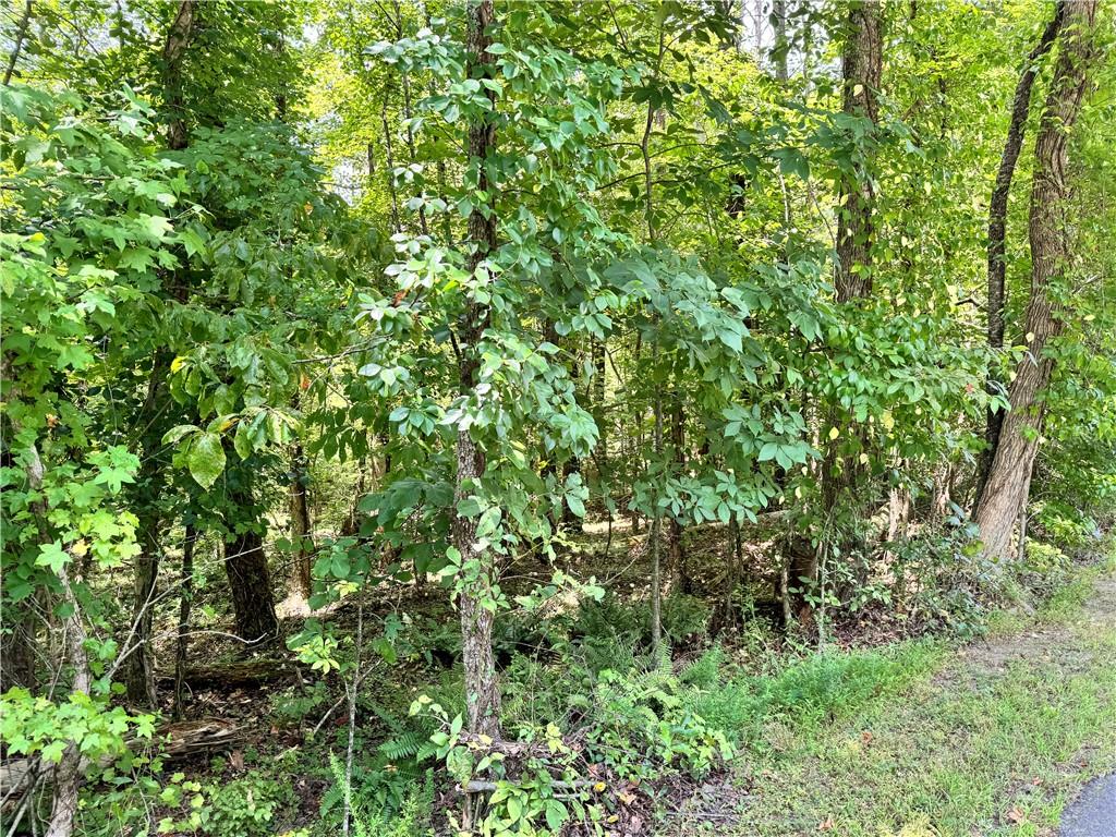 a view of a lush green forest