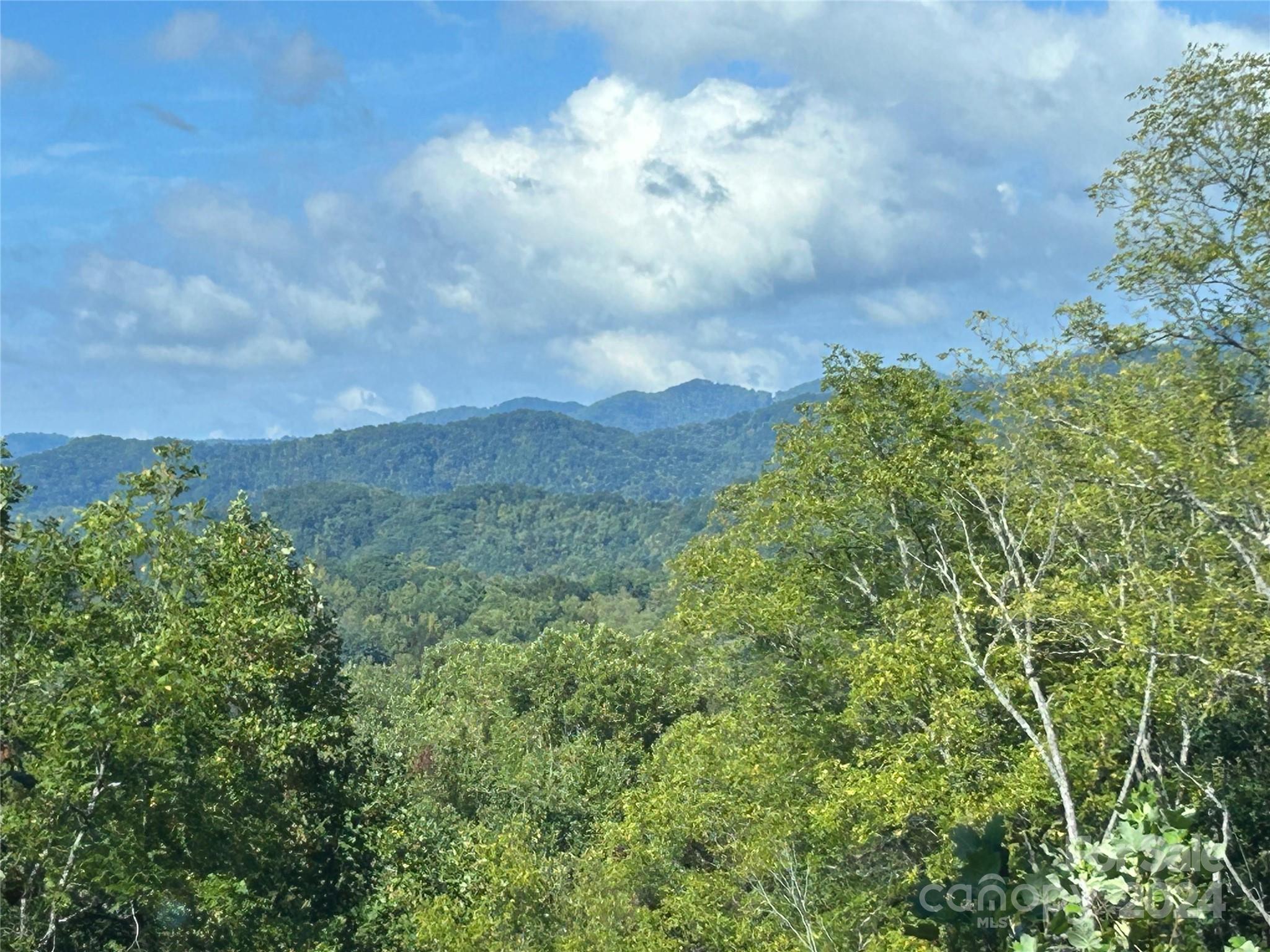 a view of a bunch of trees and bushes