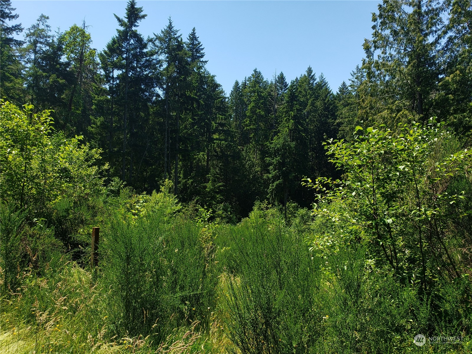 a view of a lush green forest