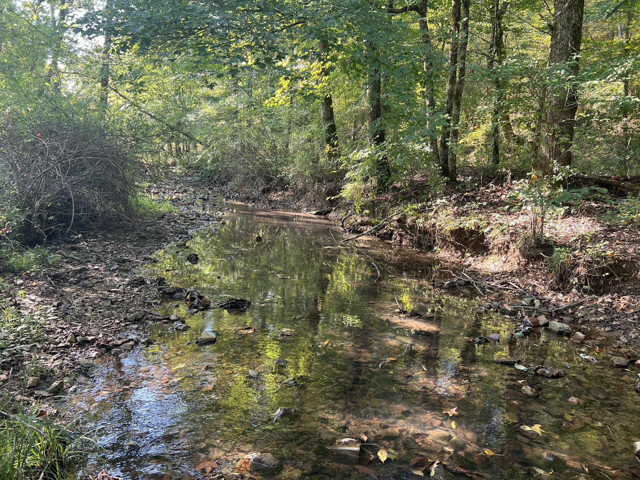 a view of a forest with trees