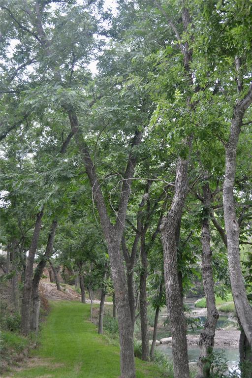 a view of a trees in a yard