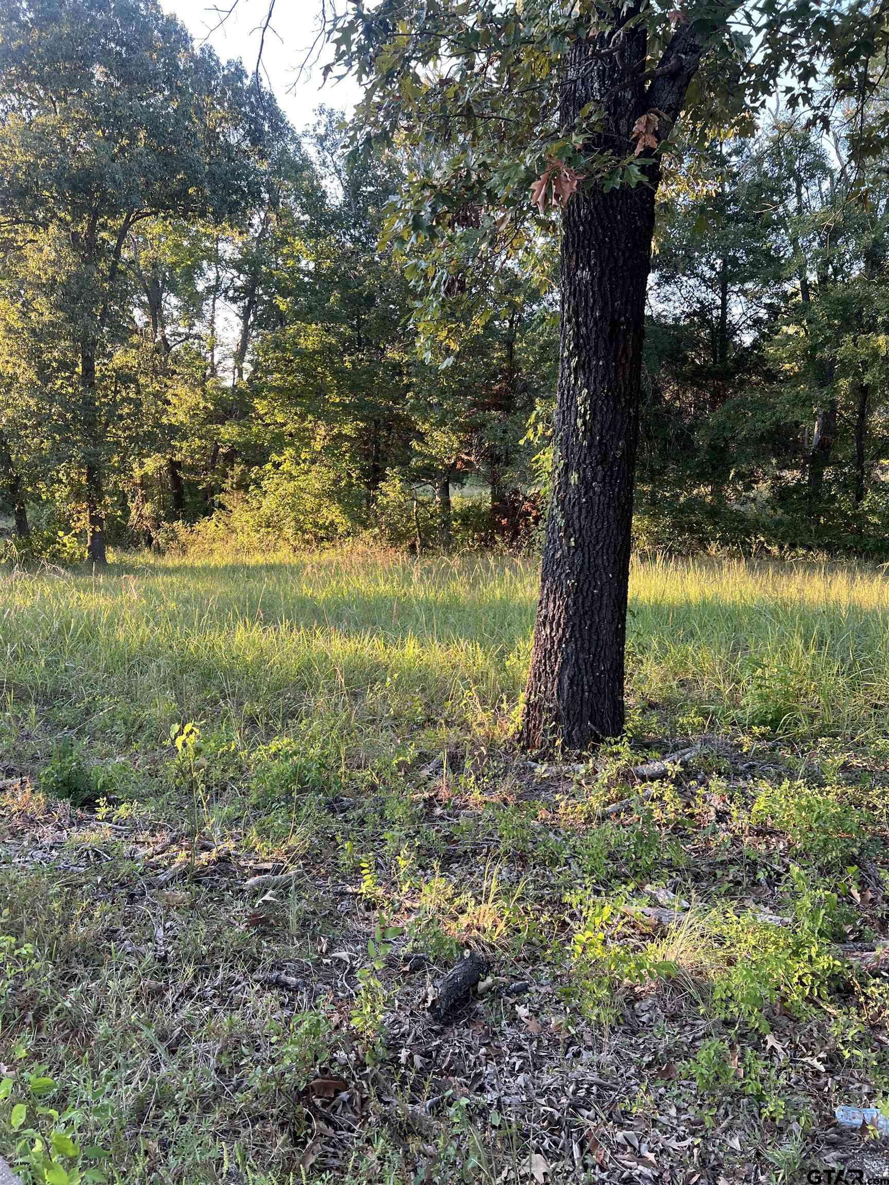 a view of a garden with a tree