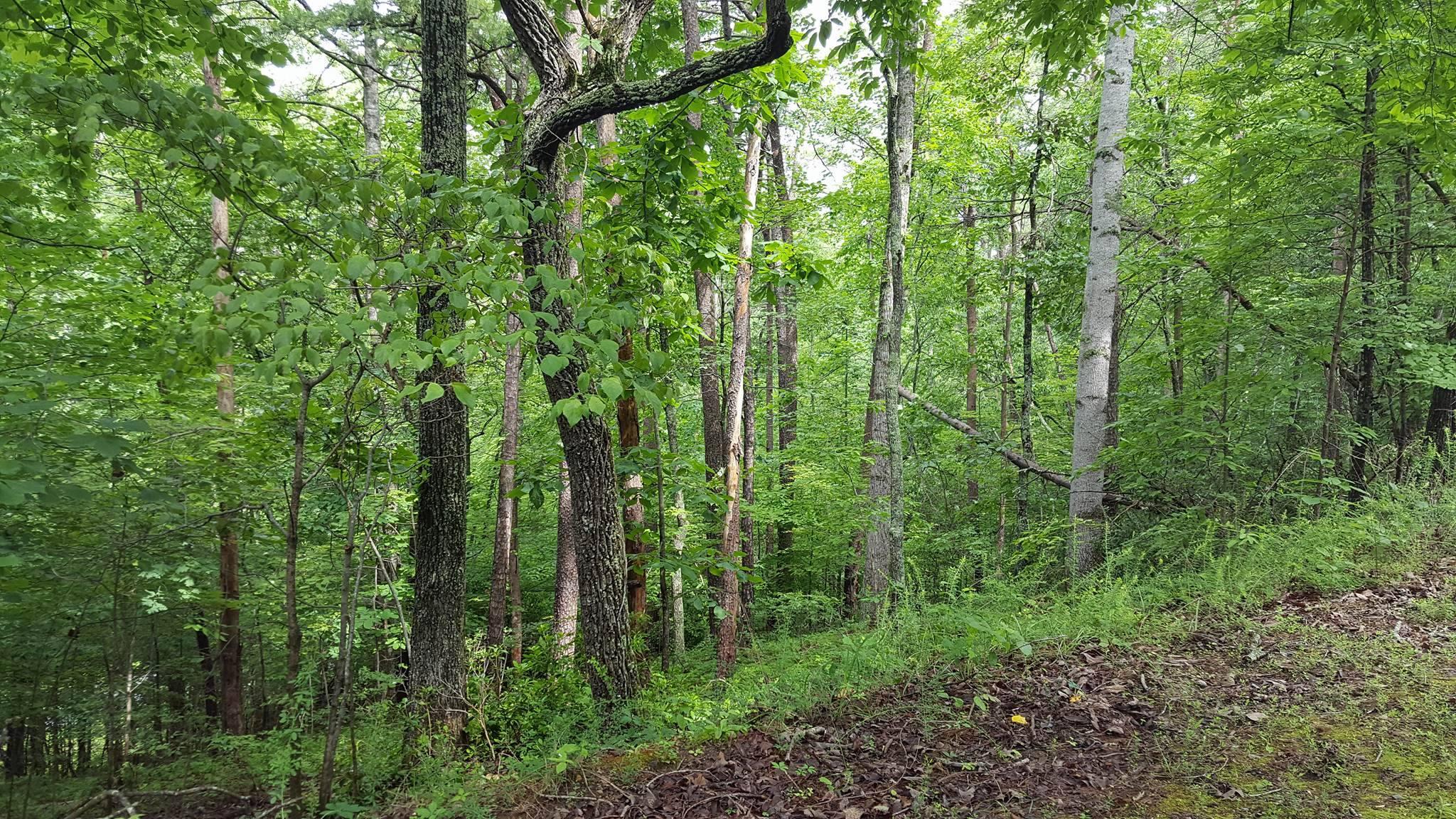 a view of a lush green forest