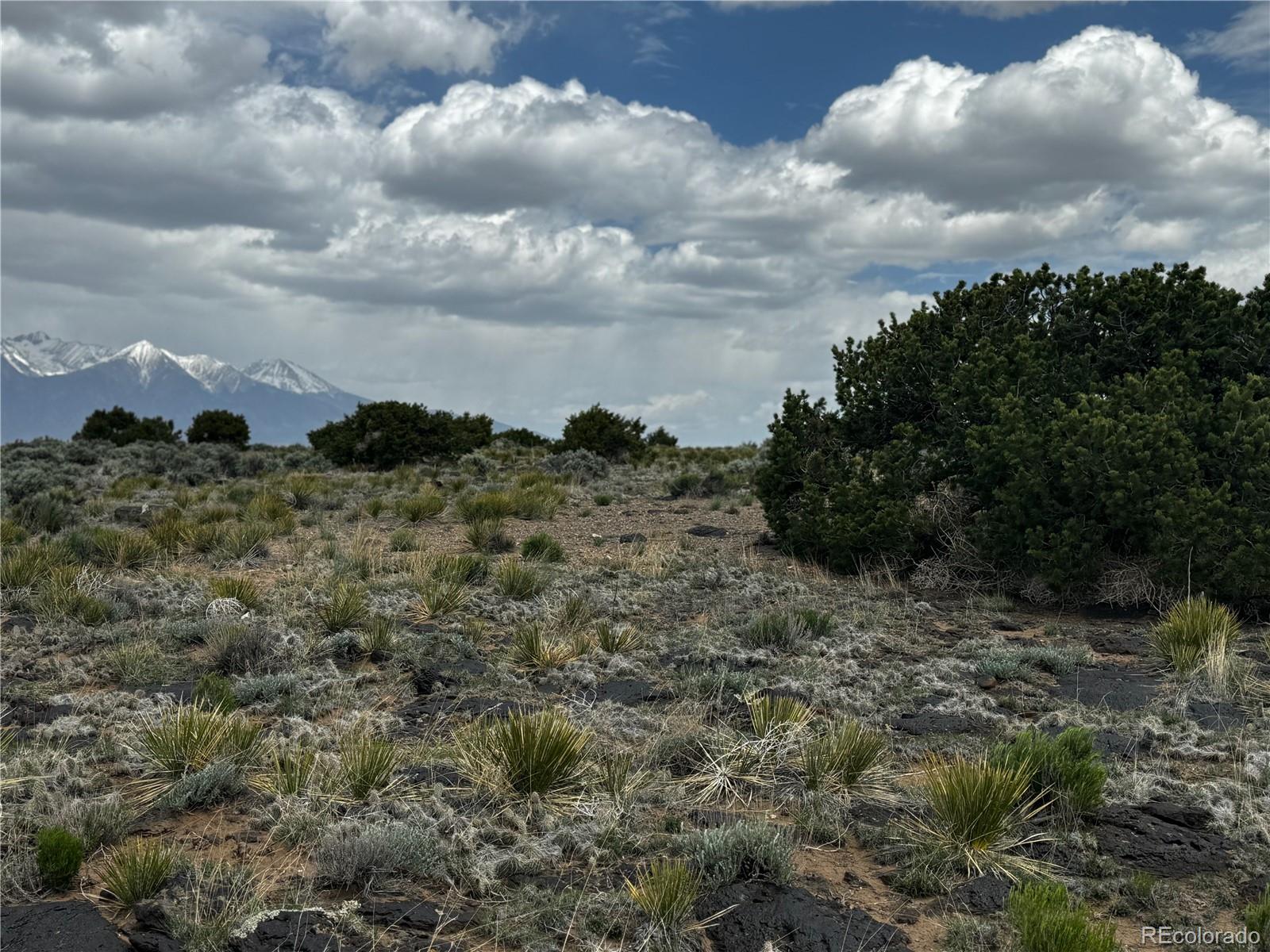 a view of a bunch of trees in a field