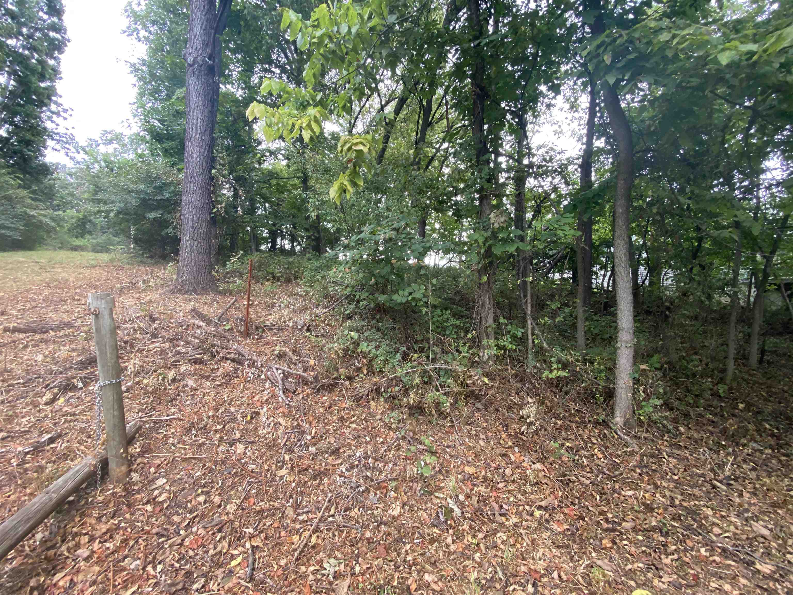 a view of a forest filled with trees