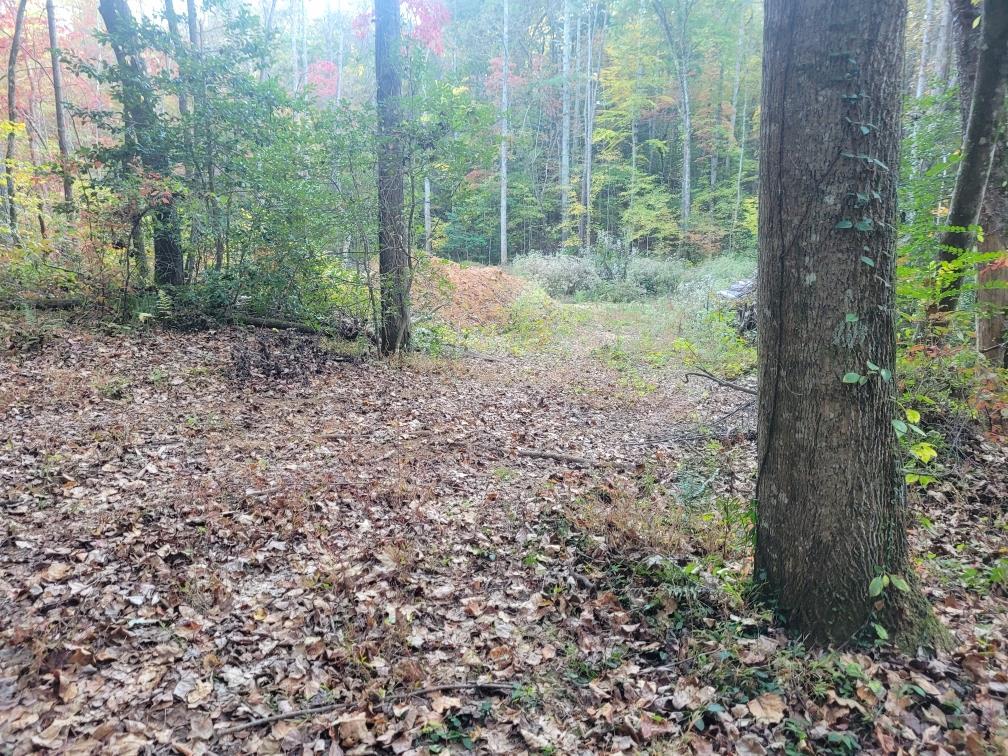 a view of a forest with trees