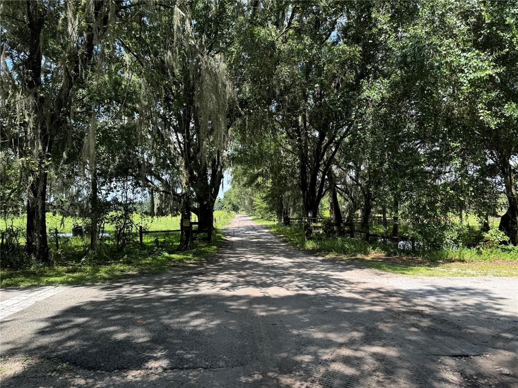 a big yard with large trees