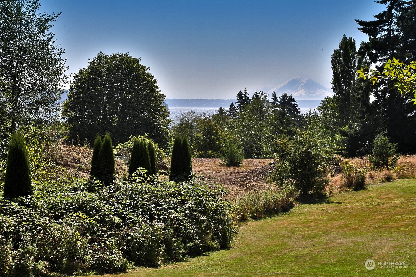 a view of a garden with trees