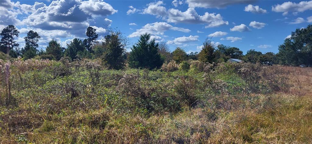 a view of a bunch of trees